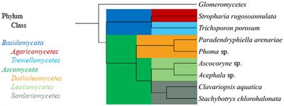 Biotransformation of Phthalate Plasticizers and Bisphenol A by Marine-Derived, Freshwater, and Terrestrial Fungi